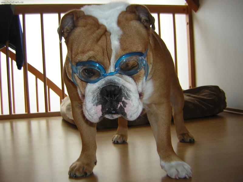 Foto: Dogy