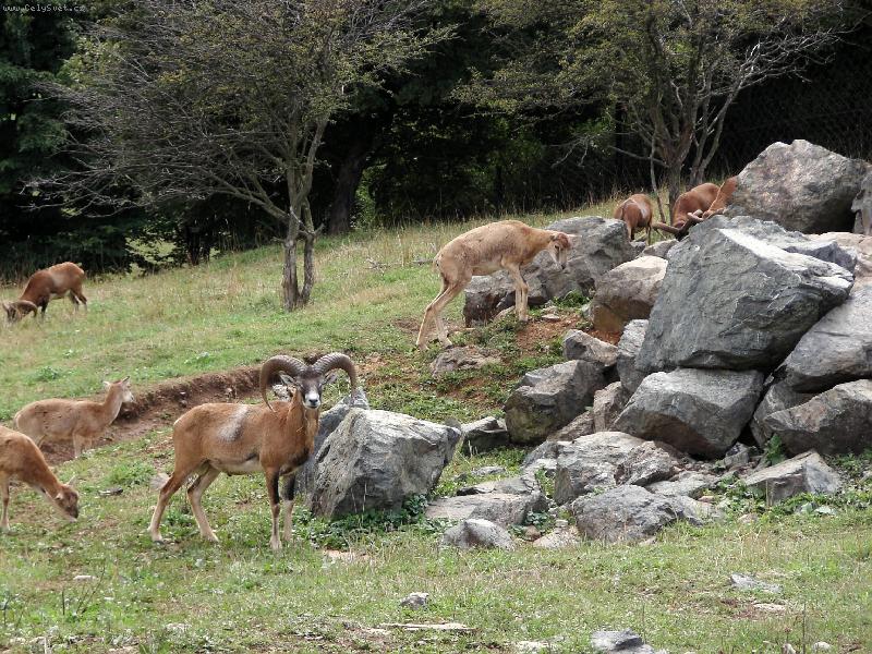 Foto: ZOO