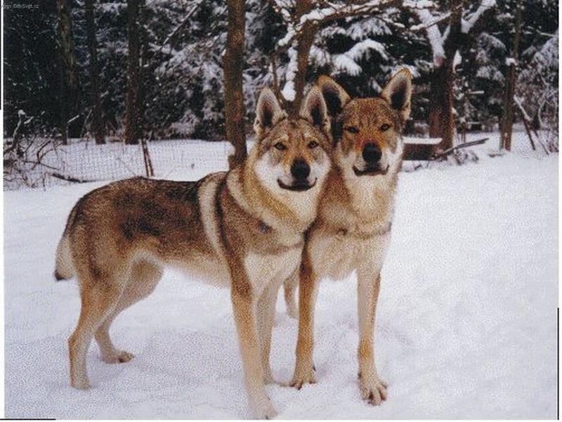 Foto: Zima