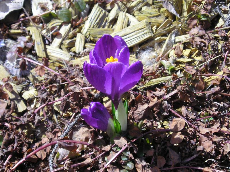 Foto: Krokus