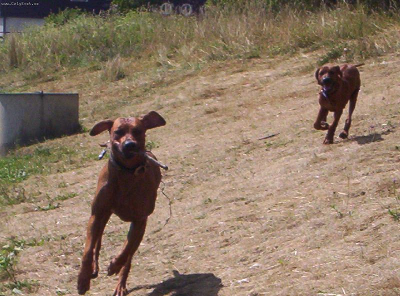 Foto: Bugsie a Arny