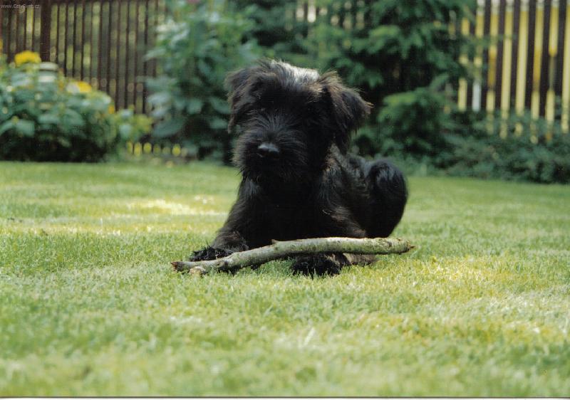 Foto: Arnie