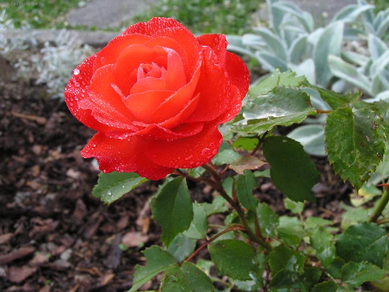Foto: R��e