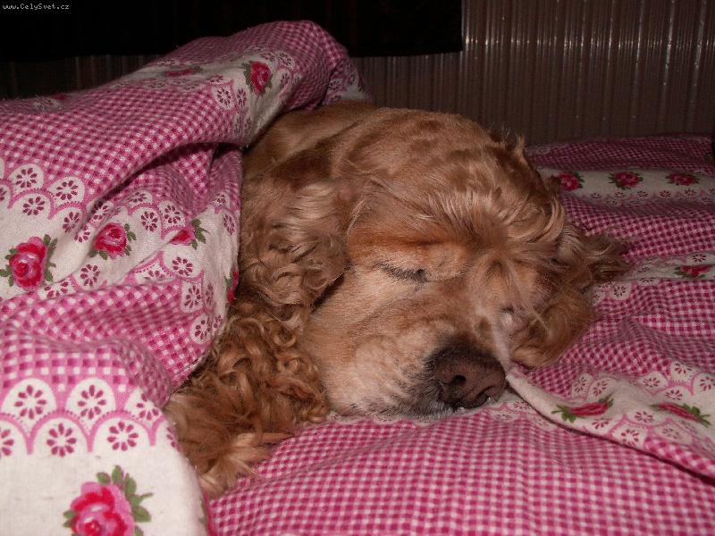 Foto: Dobrou noc