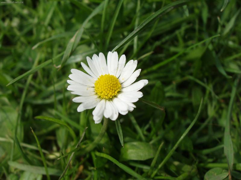 Foto: Sedmikr�ska