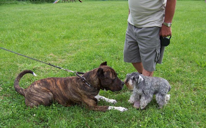 Foto: Bandog a mal� kn�ra�-Jsi mi sympatick�, budeme p��tel�?