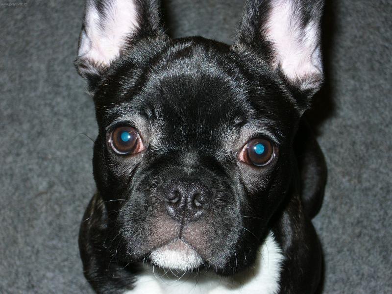 Foto: BlueBerry