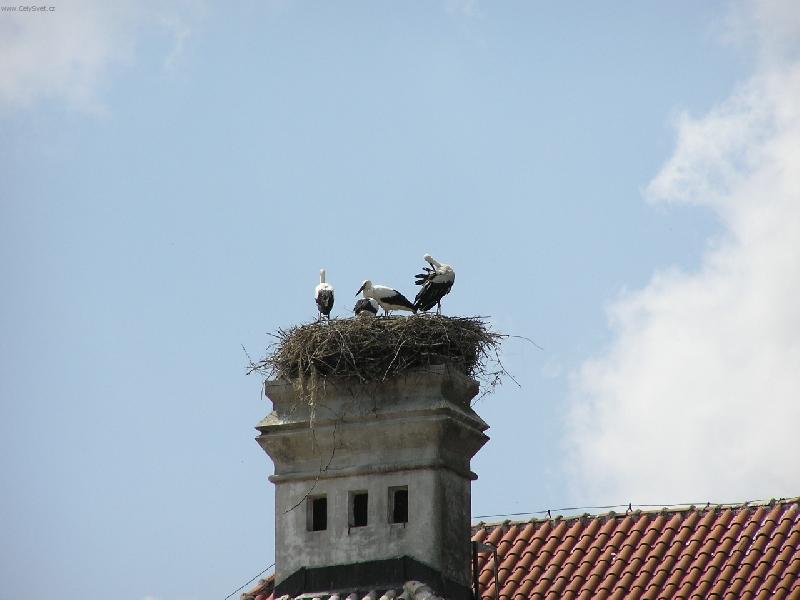 Foto: ��PI-��pi na hn�zd�.