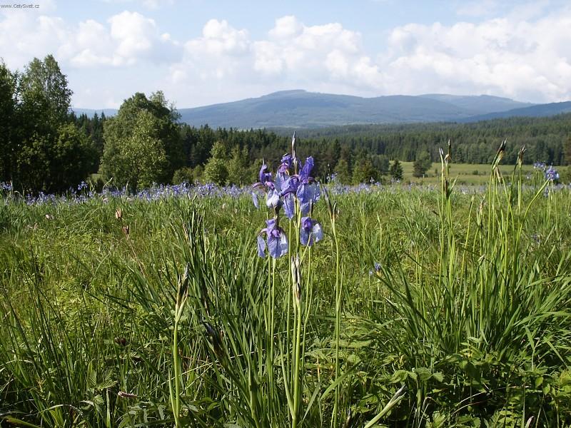 Foto: Kosatce