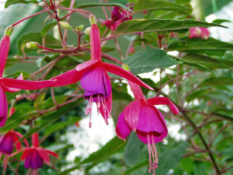 Foto: Calanthe-Foto kv�tiny ze z�meck� zahrady v Buchlovic�ch