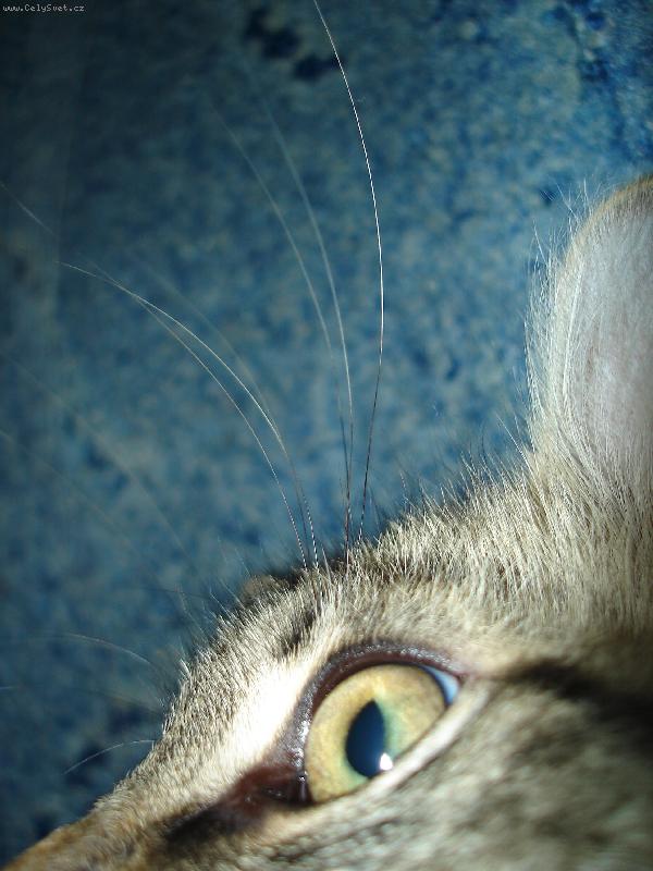 Foto: Pohled prav� ko�ky