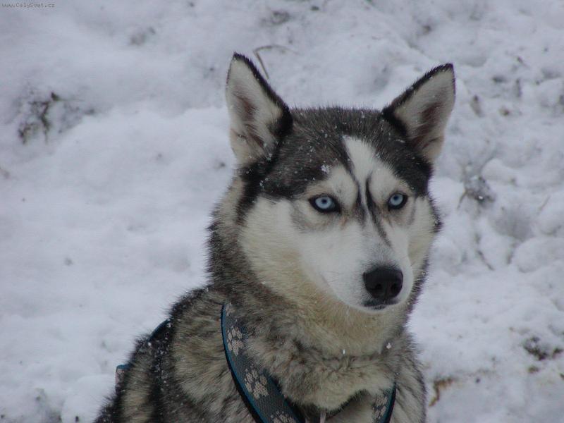 Foto: Modroo�ko-No neni ��asnej.....???!!!