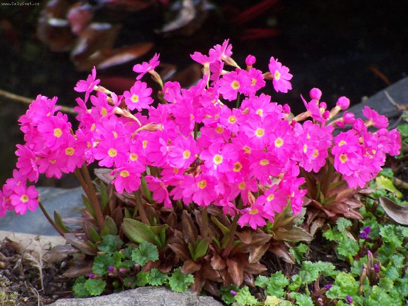Foto: Primula