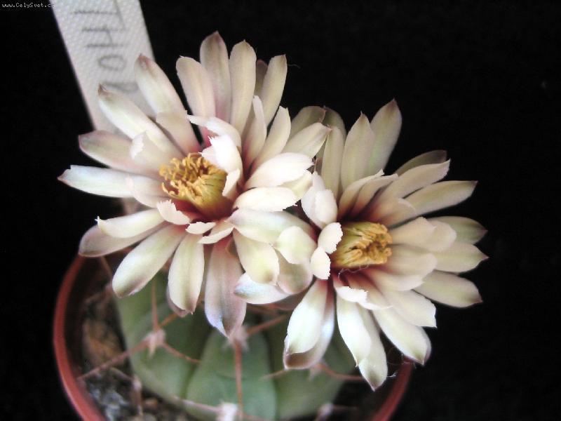 Foto: Gymnocalycium vatteri var. thoralitas-Kaktus z m� sb�rky
