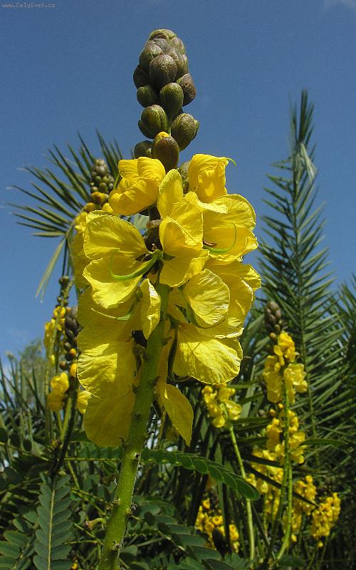 Foto: Senna