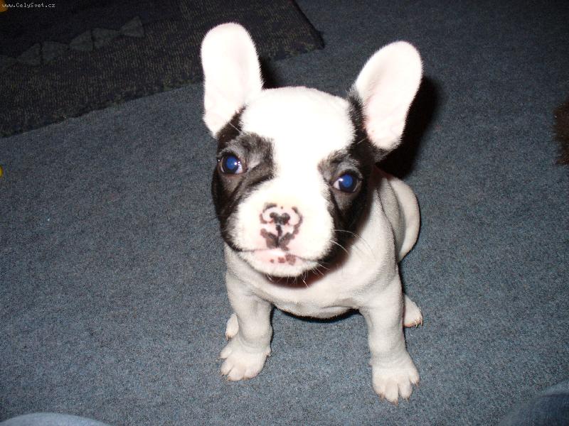 Foto: Daisy-Daisy