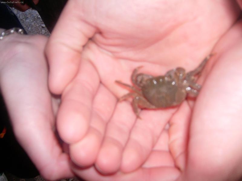 Foto: krabove:))