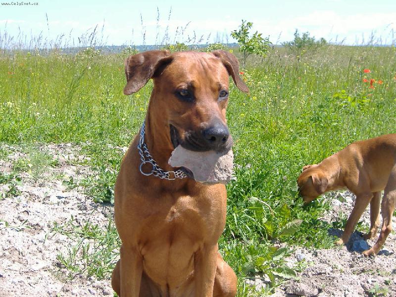 Foto: jack-jack