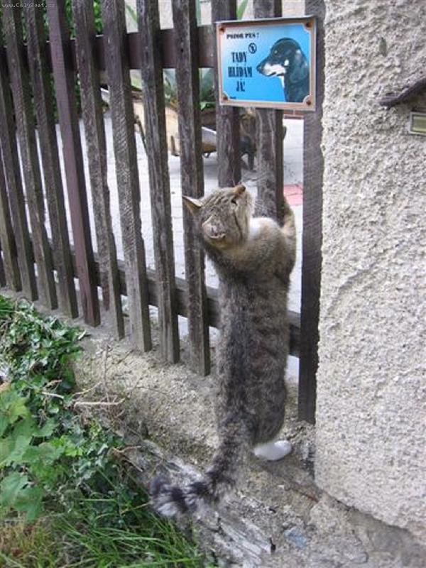 Foto: Ko�i�ka Puci�ka-,,Co to tady p�� ?"