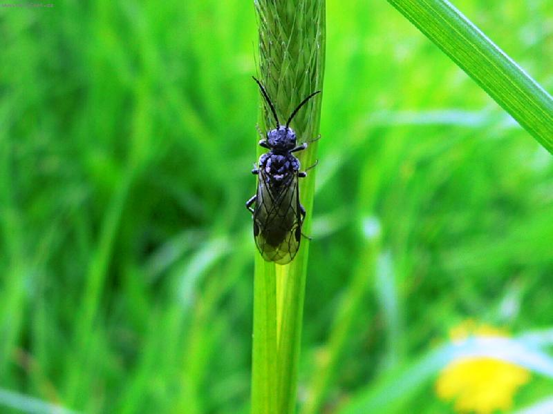 Foto: Brouk-makro