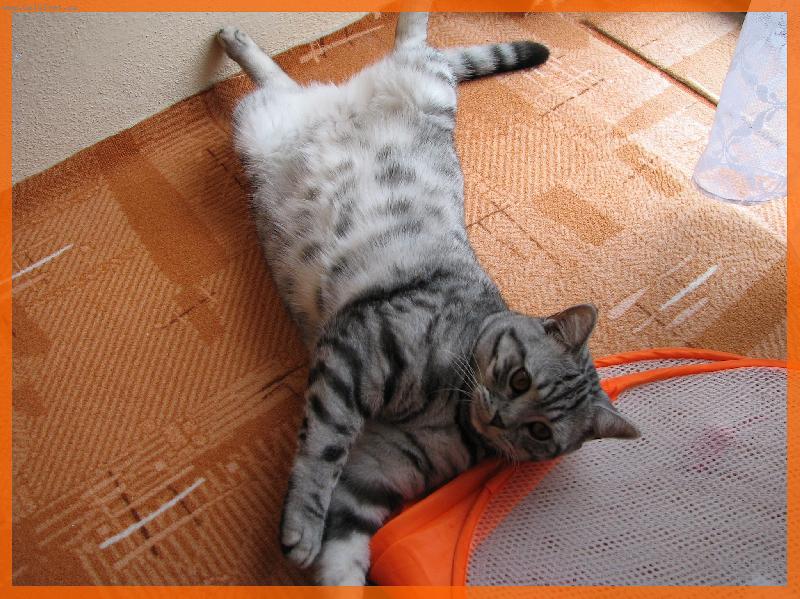 Foto: Charlie