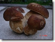 troj�ata:))