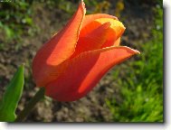 Jarn� tulip�n na slunci