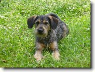 Muf�k