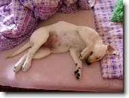 Odpoledn� siesta
