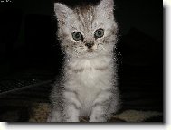 Mat�j