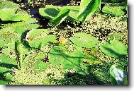 Vodn� rostliba