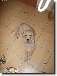 zese Roxi