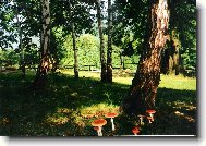 Mal� Mor�vka