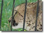 Kr�sa v zoo