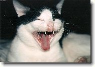 Tom�k