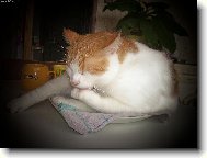 o�ista