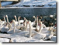 Labut� v Morav�