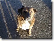 Maximus Velik�