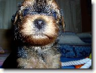 Mal� Sheryl