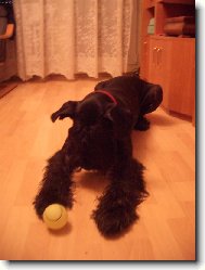 sle�na pes
