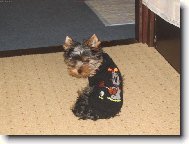 Na�tvan� Rocky