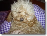 S�rinka