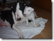 Velk� l�ska