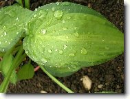 Bohy�ka - Hosta