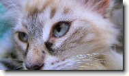 nebesk� pohled