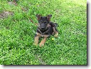 desetit�denn� �t���tko