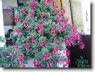 8 - let� fuchsie