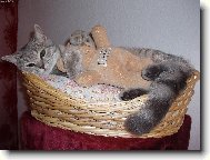 Safira se sv�m kamar�dem