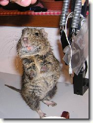 Osm�k Degu