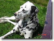 Na�e Belinka